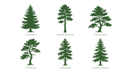 Set of coniferous tree silhouettes © Miko