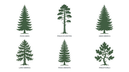 Obraz premium Variety of evergreen tree silhouettes