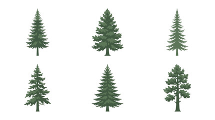 Obraz premium Variety of evergreen trees