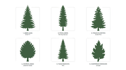 Various coniferous tree silhouettes © Verilux