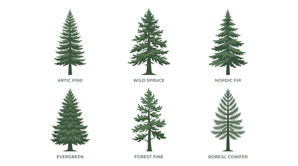 Various coniferous tree species collection © Verilux