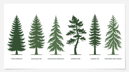 Various coniferous tree species collection © Verilux