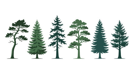 Obraz premium Variety of evergreen trees collection