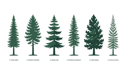 Various coniferous tree species illustration © Verilux
