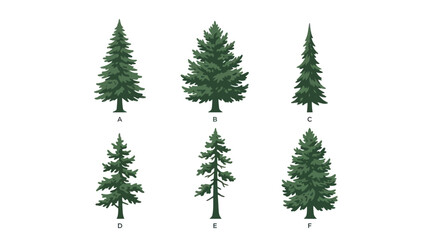 Fototapeta premium Variety of evergreen trees collection