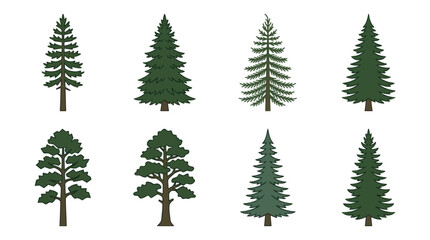 Obraz premium Variety of evergreen trees collection