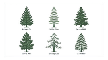 Obraz premium Various evergreen tree illustrations