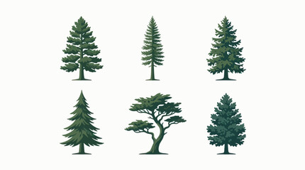 Various coniferous tree illustrations © Golden