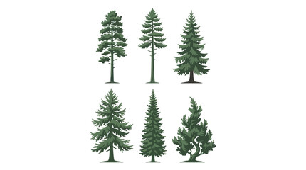 Obraz premium Various evergreen tree illustrations