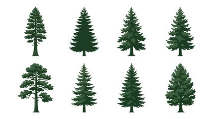 Obraz premium Various evergreen tree illustrations