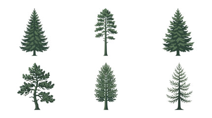 Various coniferous tree illustrations © Golden