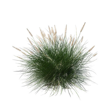 Pennisetum setaceum ornamental grass bloom sketch isolated transparent background realistic sketch PNG with alpha channel