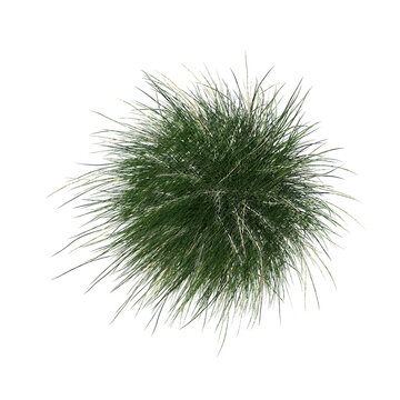 Pennisetum setaceum ornamental grass sketch isolated transparent background realistic sketch PNG with alpha channel
