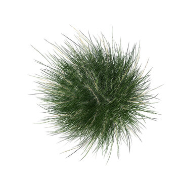 Pennisetum setaceum ornamental grass sketch isolated transparent background realistic sketch PNG with alpha channel