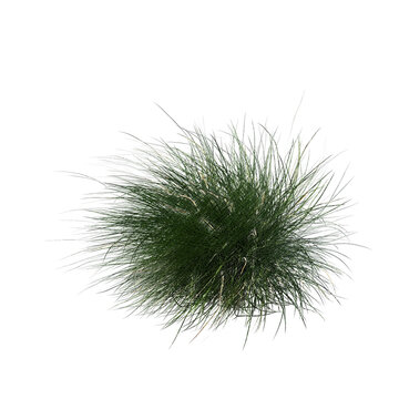 Pennisetum setaceum ornamental grass top view sketch isolated transparent background realistic sketch PNG with alpha channel