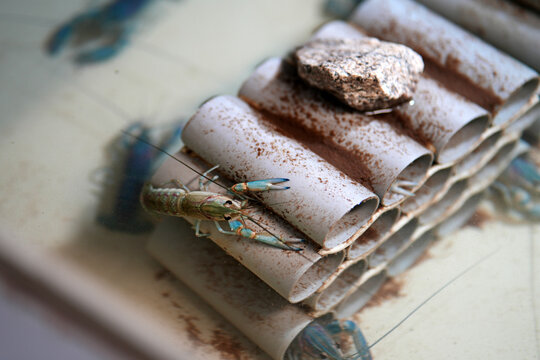 Blue Australian crayfish climbing a stacked PVC pipe shelter with rock on top. Active freshwater crustacean at aquaculture farm.