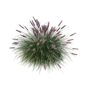 Pennisetum setaceum ornamental grass top view bloom sketch isolated transparent background realistic sketch PNG with alpha channel