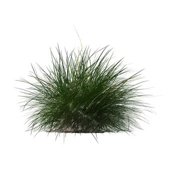Pennisetum setaceum ornamental grass bloom sketch isolated transparent background realistic sketch PNG with alpha channel