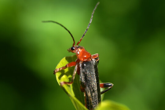 Red and black longhorn beetle resting on a green leaf tip. Red-legged soldier beetle resting on a green leaf tip. Macro insect detail with vivid green background.