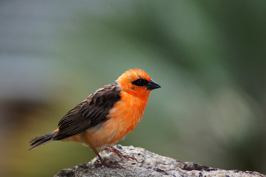 Un petit oiseau rouge fody des Seychelles (Foudia sechellarum)