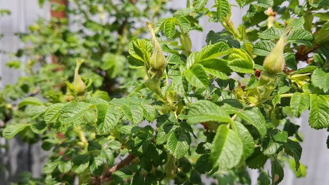 Unblown rose hip flower buds with small prickles on stems, surrounded by lush green foliage. Organic growth, spring garden scene, and natural background