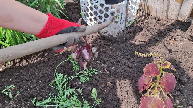 Gardener in red glove uses hand hoe to loosen fertile dark dirt around garden plants. Close-up of work on a backyard flower bed. Concept of spring soil cultivation. Home gardening lifestyle