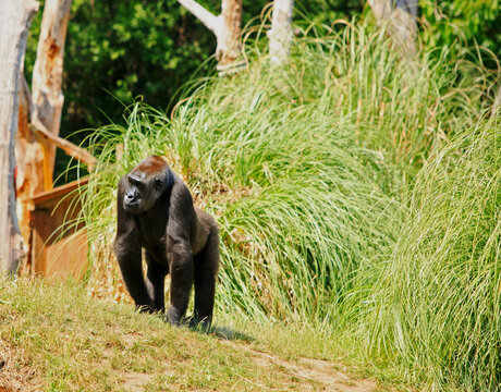 Captive Western Lowland Gorilla walking across lush Green Grass , with a natural forest background