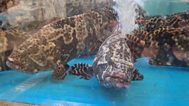 Giant groupers with camouflage patterns swim in clean restaurant or supermarket tank. Fresh seafood in a large commercial aquarium with air bubbles. Close-up of exotic marine fish. Spotted groupers