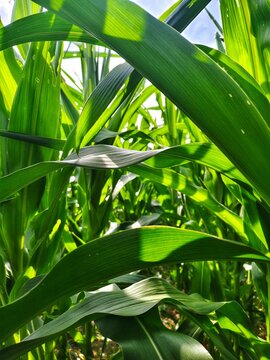 Tall green corn plants or crop growing fertile in the agriculture field. Maize plantation, cornfield, seedlings, farmland, gardening
