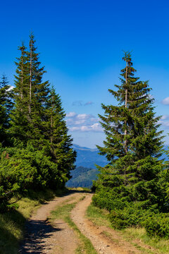 Dirt road through green spruce trees in mountains. Scenic dirt path winding between lush evergreen pine trees in Carpathian mountains under blue sky representing summer travel and outdoor tourism