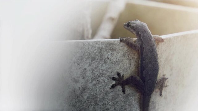 Gray gecko clings to a concrete wall and slowly climbs upward in soft natural light with a shallow depth of field
