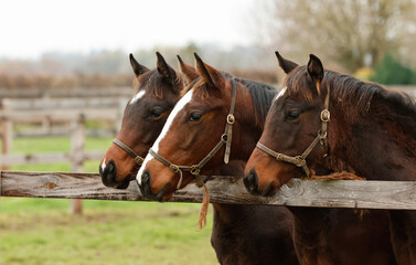 Obraz premium Three Young Thoroughbred Horses Looking Over The Fence. Horse Stud. Equestrian 