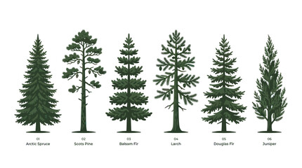 Various pine tree types collection © Jacob