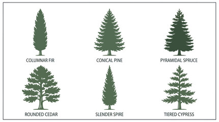 Various tree shape illustrations © Jacob