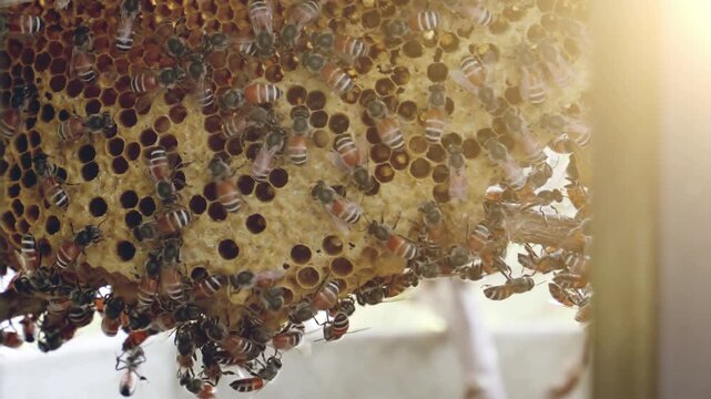 Close-up of honeybees crawling over a honeycomb hive with visible brood cells as warm sunlight flares across the frame