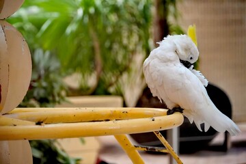 White cockatoo bird with yellow crest preening its feathers on a yellow perch © Thanakrit