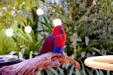 Vibrant red and blue eclectus parrot perched on a natural wooden branch © Thanakrit