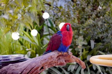 Vibrant eclectus parrot with striking red and blue plumage perched on a branch © Thanakrit