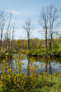 Wetlands in New York