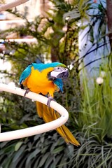 Vibrant blue and yellow macaw perched on a curved white railing amidst lush greenery © Thanakrit