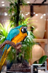 Vibrant blue and yellow macaw parrot perched on a branch in a lush green setting © Thanakrit
