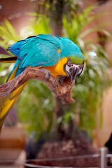 Blue and yellow macaw parrot perched on a branch with lush green foliage in the background © Thanakrit