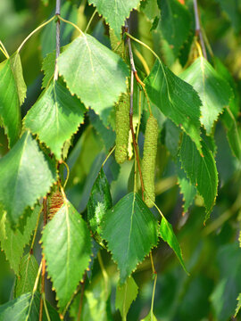 Close-up detail of the green leaves and flowers of the Betula pendula tree.
