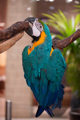 Vibrant blue and yellow macaw parrot perched on a branch with its beak open © Thanakrit