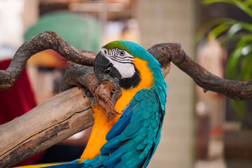Vibrant blue and yellow macaw parrot perched on a weathered tree branch © Thanakrit