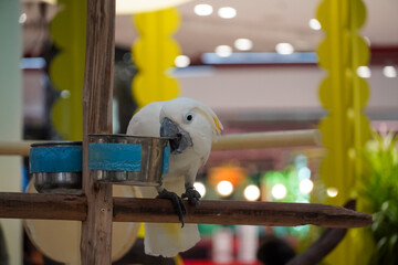 White cockatoo perched on a wooden branch near feeding bowls © Thanakrit