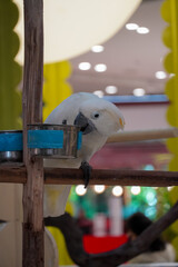 White cockatoo perched on a wooden branch near a food bowl © Thanakrit