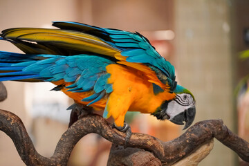Vibrant blue and yellow macaw parrot perched on a textured branch © Thanakrit