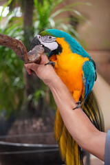 Blue and yellow macaw perched on a branch held by a person's arm © Thanakrit