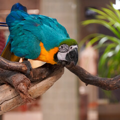 Vibrant blue and yellow macaw parrot perched on a natural tree branch © Thanakrit